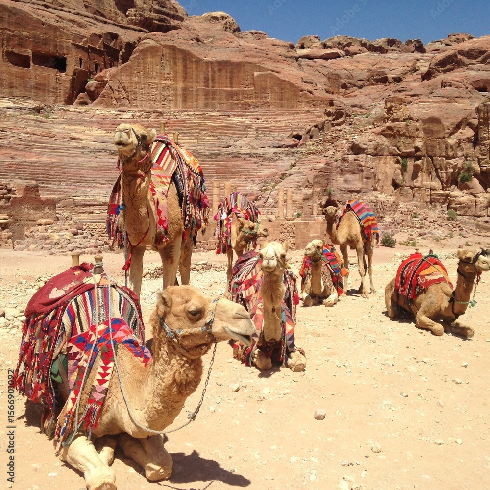 Fototapeta premium camels in the desert
