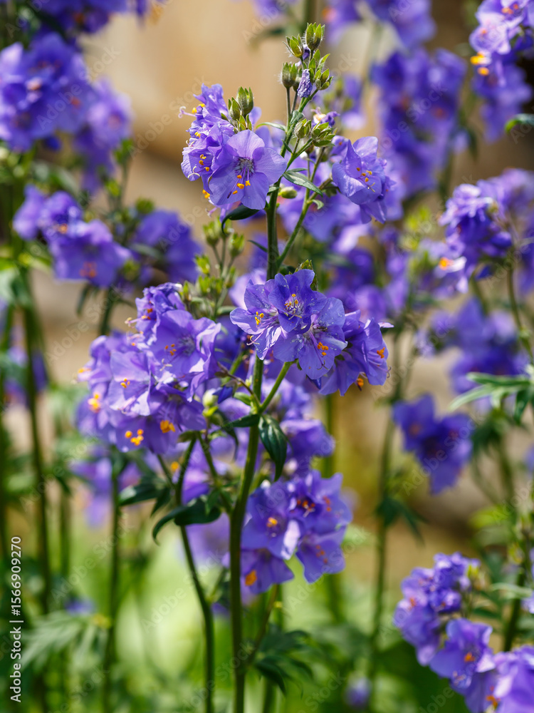 Naklejka premium Polemonium caeruleum , or Polemonium azureum ( Latin- Polemonium caeruleum , obsolete version Polemonium coeruleum ) is a species of plant of the genus Polemonium