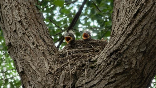 Fieldfare chicks siting in the nest waiting for their mother to bring food with opened beaks
