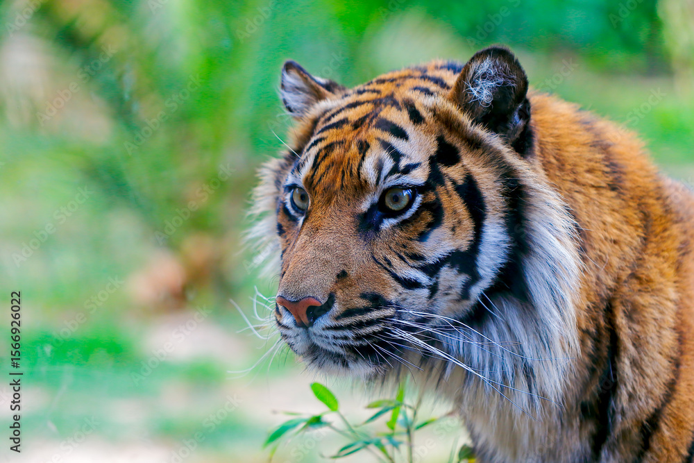 Fototapeta premium portrait of a bengal tiger