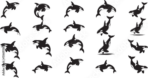 Orcas leaping and swimming in various poses killer whale