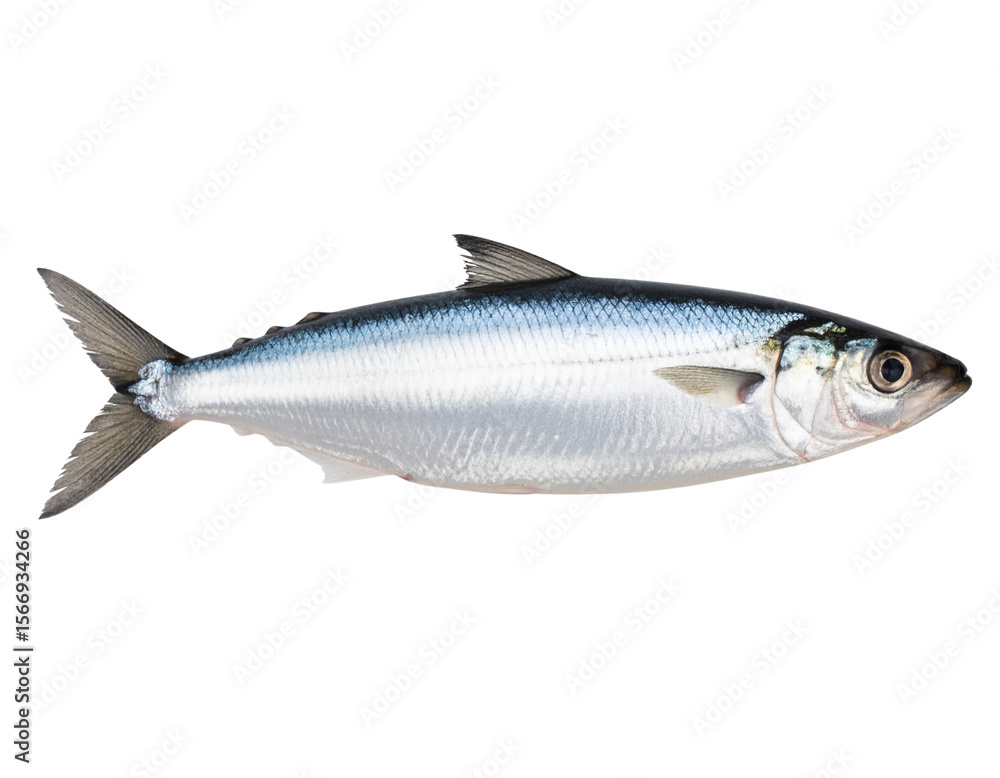 Obraz premium Whole Fresh Boal Fish with Smooth Silvery Body, isolated on a transparent background