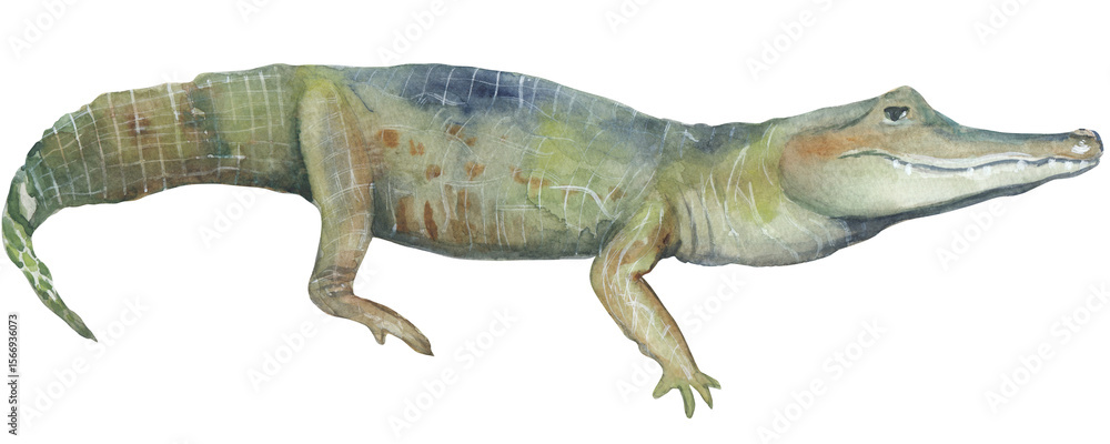 Fototapeta premium Cayman crocodile watercolor illustration Png file with transparent background Hand-painted animal clipart Great for nursery decor, educational material and etc.