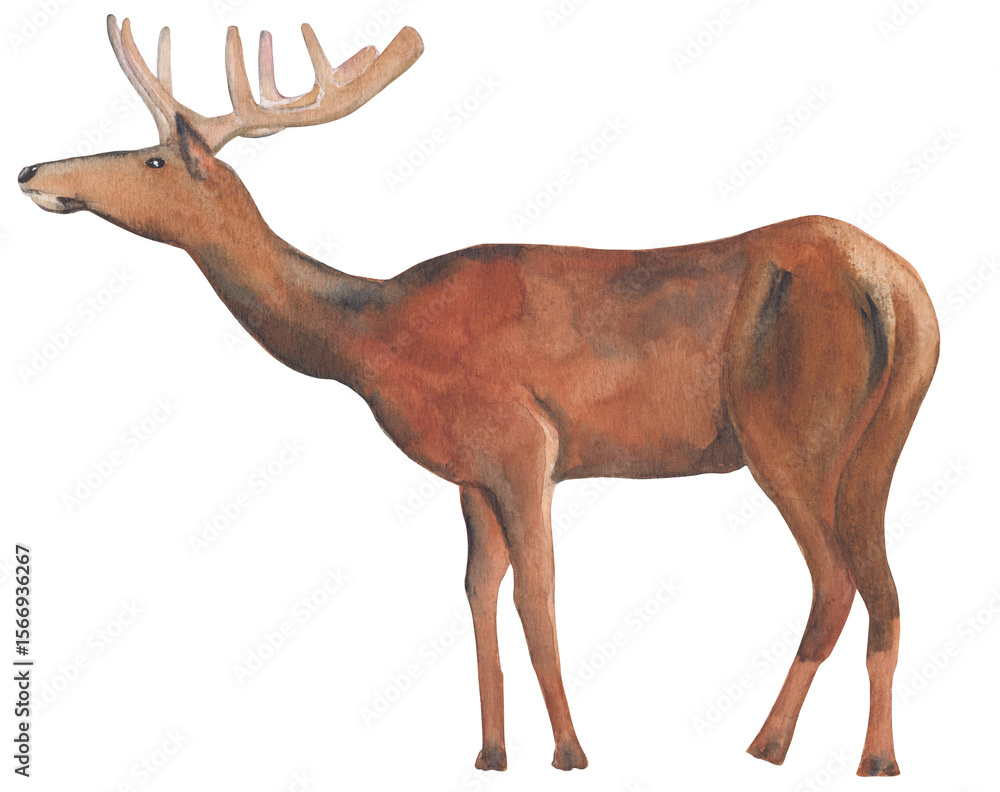 Fototapeta premium Elk watercolor illustration Png file with transparent background Hand-painted animal clipart Great for nursery decor, educational material and etc.