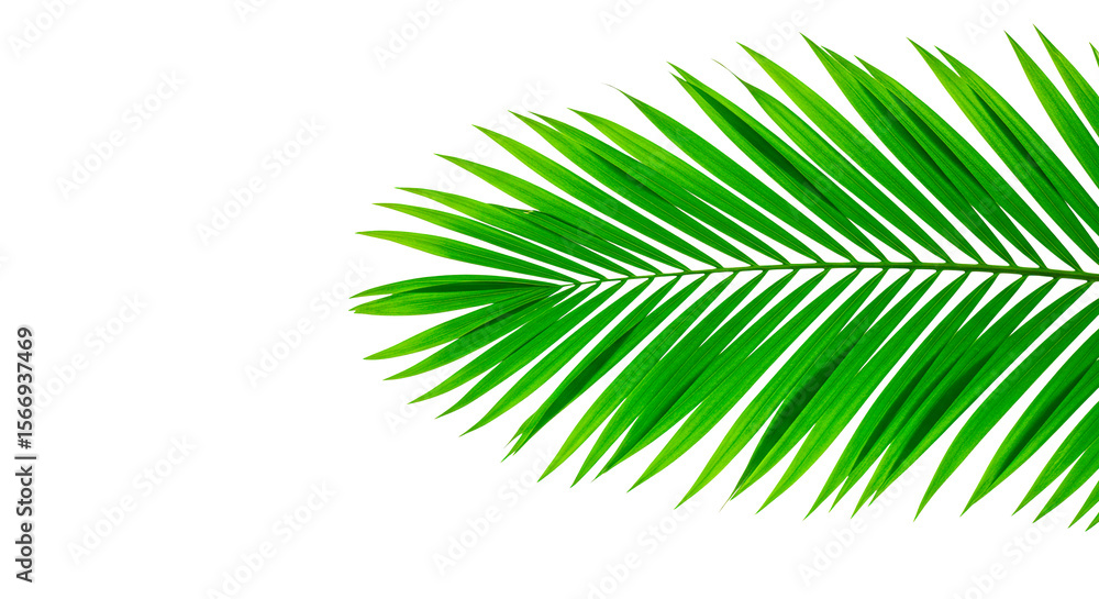 Obraz premium A lush green palm leaf, detailed against a deep black backdrop, radiates a natural vibe.