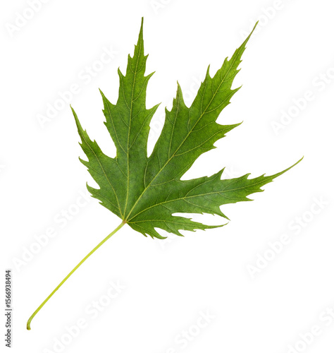 Closeup of fresh green mapl...
