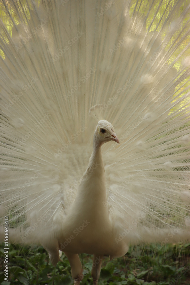 Fototapeta premium white peacock with feathers