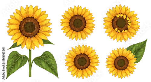 Collection of sunflower illustrations