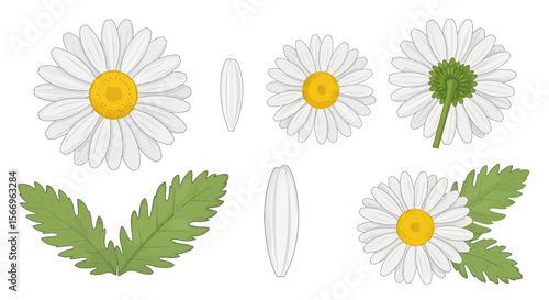 Daisy flower parts illustration