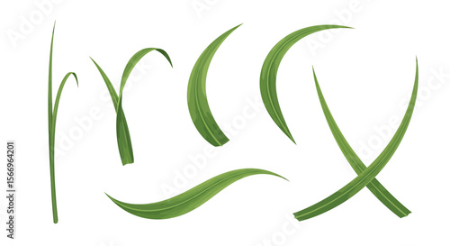 Green grass blades illustration