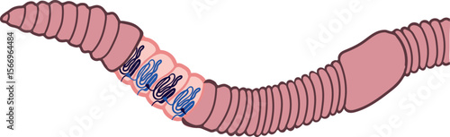Diagram of excretory system of earthworm. Scheme of nephridium of earthworm (Lumbricus terrestris) for biology lesson