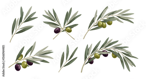Olive branches illustration