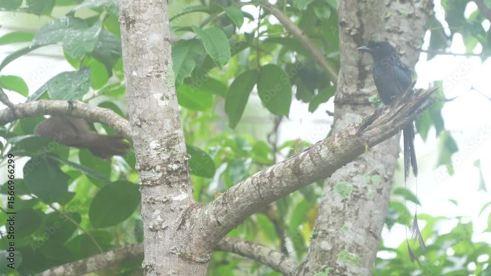 Greater Racket tailed Drongo (Docrurus paradiseus) bird sitting and relaxing in a tree during rainy season in Kerala Greater Racket tailed Drongo (Docrurus paradiseus) bird sitting and relaxing in a tree during rainy season in Kerala