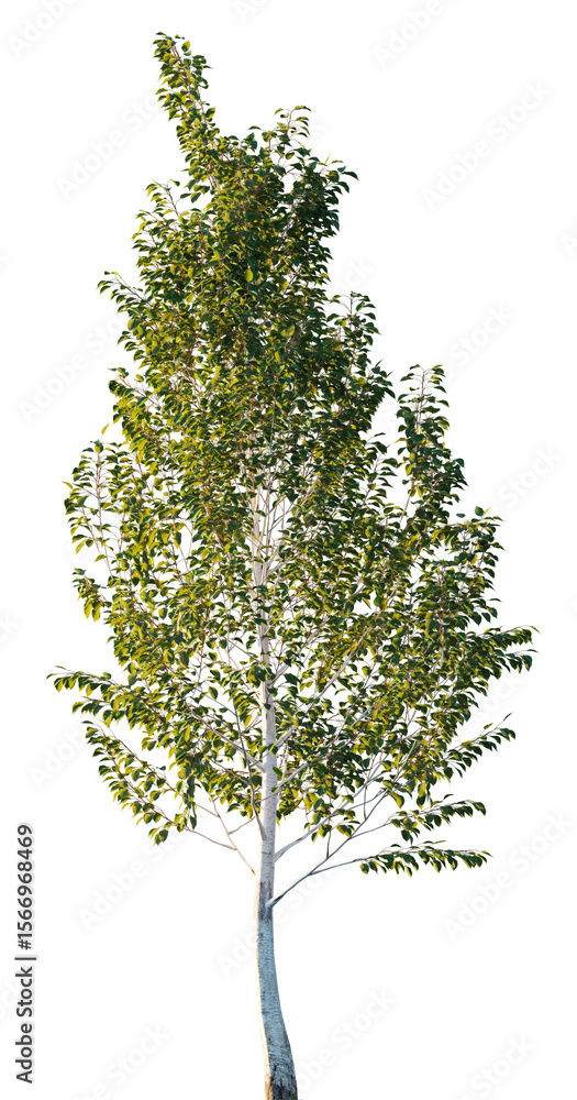 Obraz premium Himalayan Birch with White Bark and Green Foliage Isolated on White, Betula utilis Jacquemontii 
