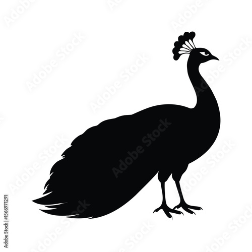 Silhouette of a peacock standing proud with plumage and elegant headpiece