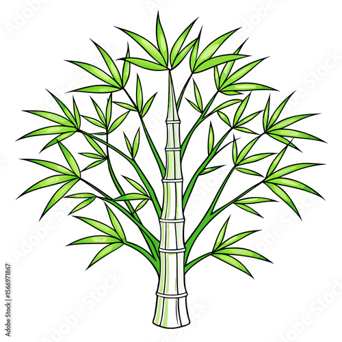 bamboo on white background