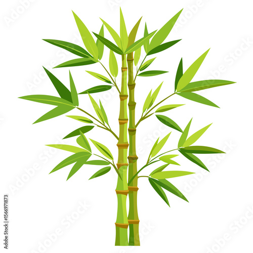 bamboo isolated on white background