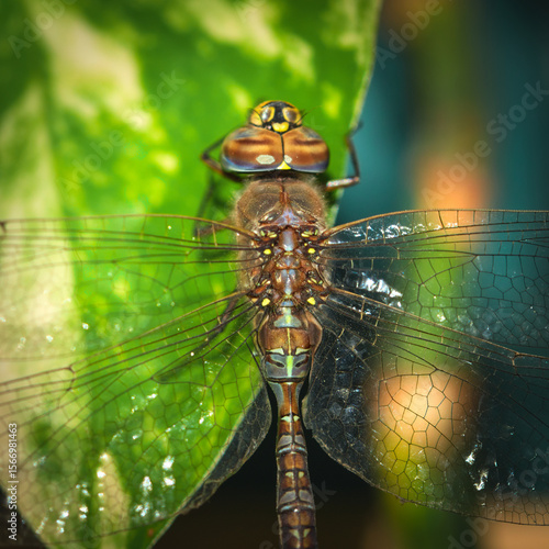 Macro close up of a blue-eyed darner, Rhionaeschna absoluta. No AI.