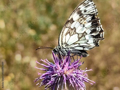 Beautiful Butterfly rest on the purple flower