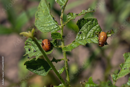 Young Colorado potato beetle larvae are actively devouring potato leaves, causing significant damage. Their voracious behavior threatens future harvests, demonstrating a challenge for agriculture.