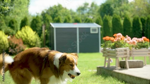 A brown and white border collie carries an orange rubber ball in its mouth while strolling across a vibrant green lawn, passing flower planters and a garden shed on a bright summer day in a smooth slo