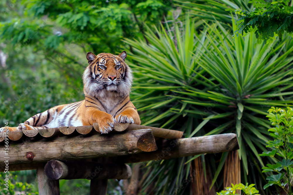 Obraz premium tiger in the jungle