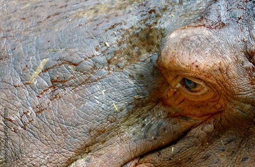 hippopotamus close up