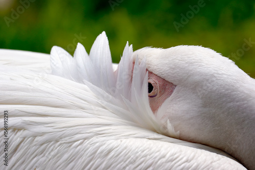 close up of a white pelican