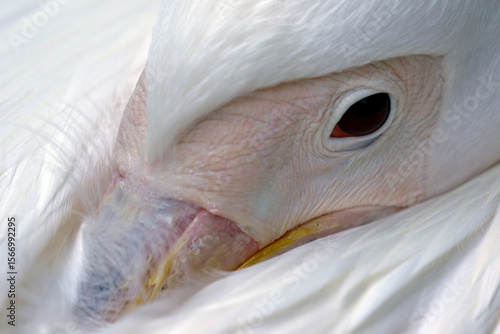 close up of a pelican
