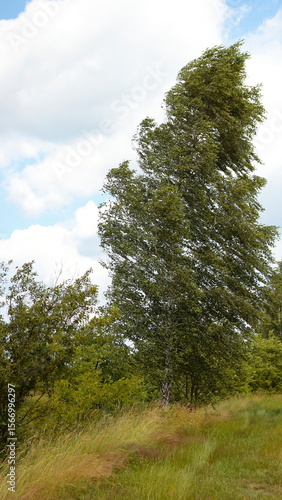 Fototapeta Naklejka Na Ścianę i Meble -  Brzoza na poleskie øace w czasie wiatru