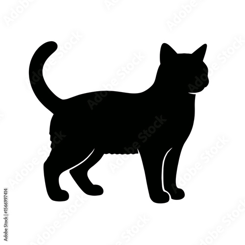 Design a black silhouette of a American Wirehair white background clean vector shape