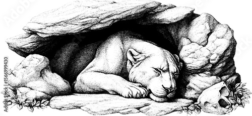 Cave lion resting in stone den with mammoth bones - vintage engraving for wildlife art
