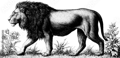 Majestic lion strolling through misty night savanna in vintage hand drawn engraving style