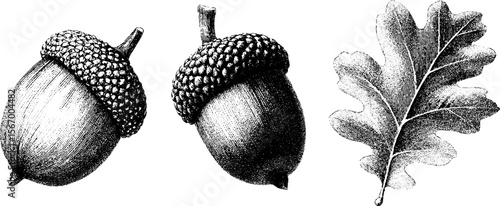 Detailed vintage dotwork of acorn, oak leaf, and squirrel design for tattoo or print