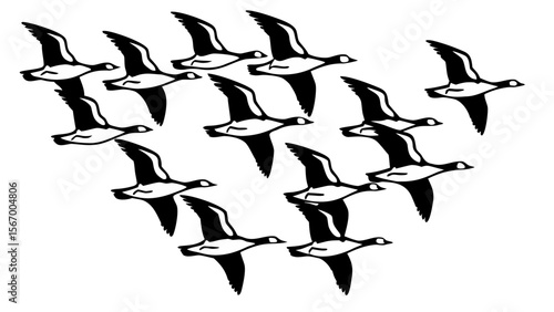 A flock of geese flies on a white background
