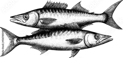 Vintage hand drawn barracuda pair with shredded scales and bubbles
