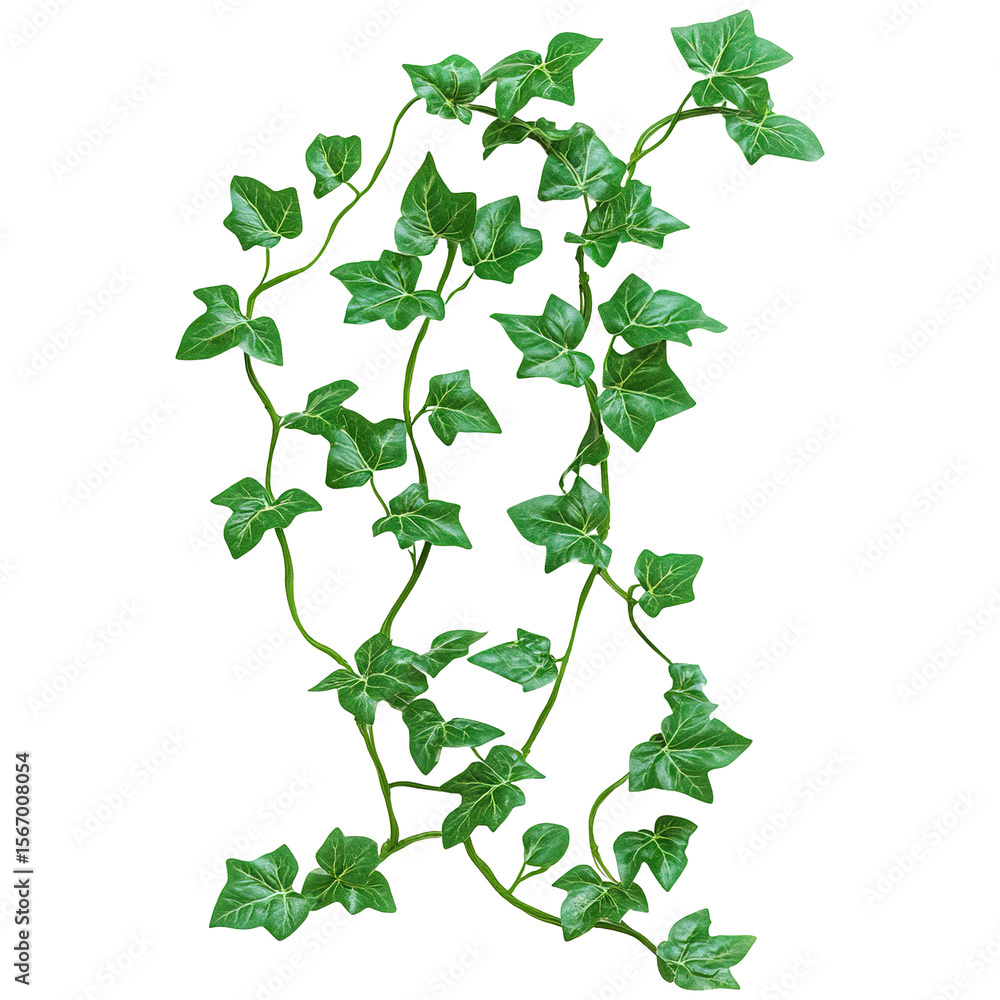 Naklejka premium Green lvy vine with leaves isolated on transparent white background, clipping path