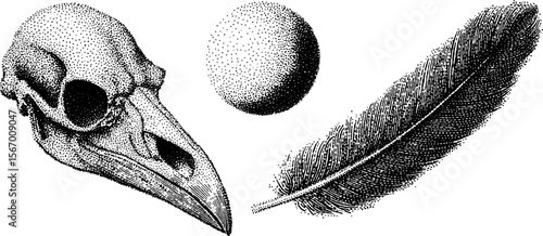 Vintage crow skull, feather, and crescent moon sketch for retro design