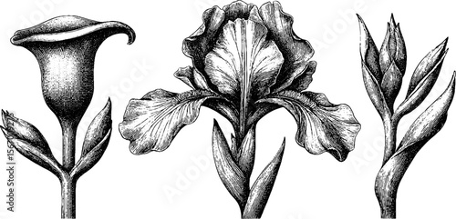 Elegant vintage set of curved stem borders and iris flowers for retro design