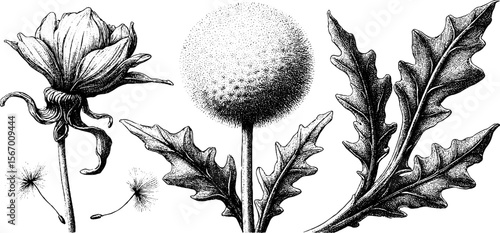 Vintage dandelion sketch with seed drift and wind lines for retro decorative design