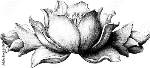 Intricate hand drawn lotus blossom illustration: vintage engraving design for decor
