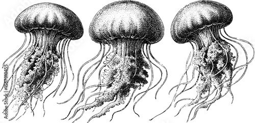 Vintage hand drawn jellyfish silhouette set - intricate ocean life composition