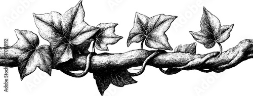 Elegant ivy tendril with bark texture and crack line sketch for nature design