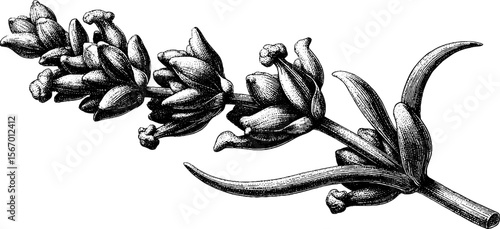 Vintage lavender stem and petals sketch with pollen elements for floral design
