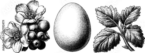 Vintage botanical sketch with egg and leaves for design and illustration