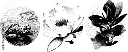Vintage botanical illustrations of lily flower, pond ripple, and frog for retro design