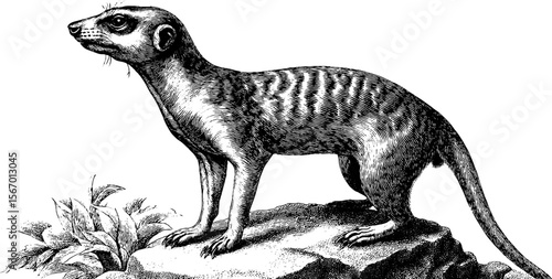 Meerkat silhouette on red earth - wildlife illustration for design