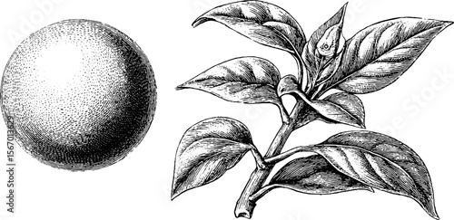 Vintage hand drawn botanical illustration of leafy branch and spherical object
