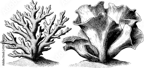 Vintage hand drawn sea life: nudibranch, sea brush, and sand coral engravings