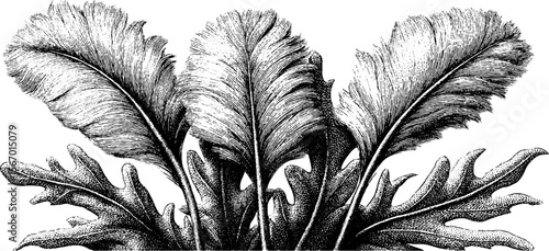 Vintage ostrich feather and thorn botanical sketch for retro design